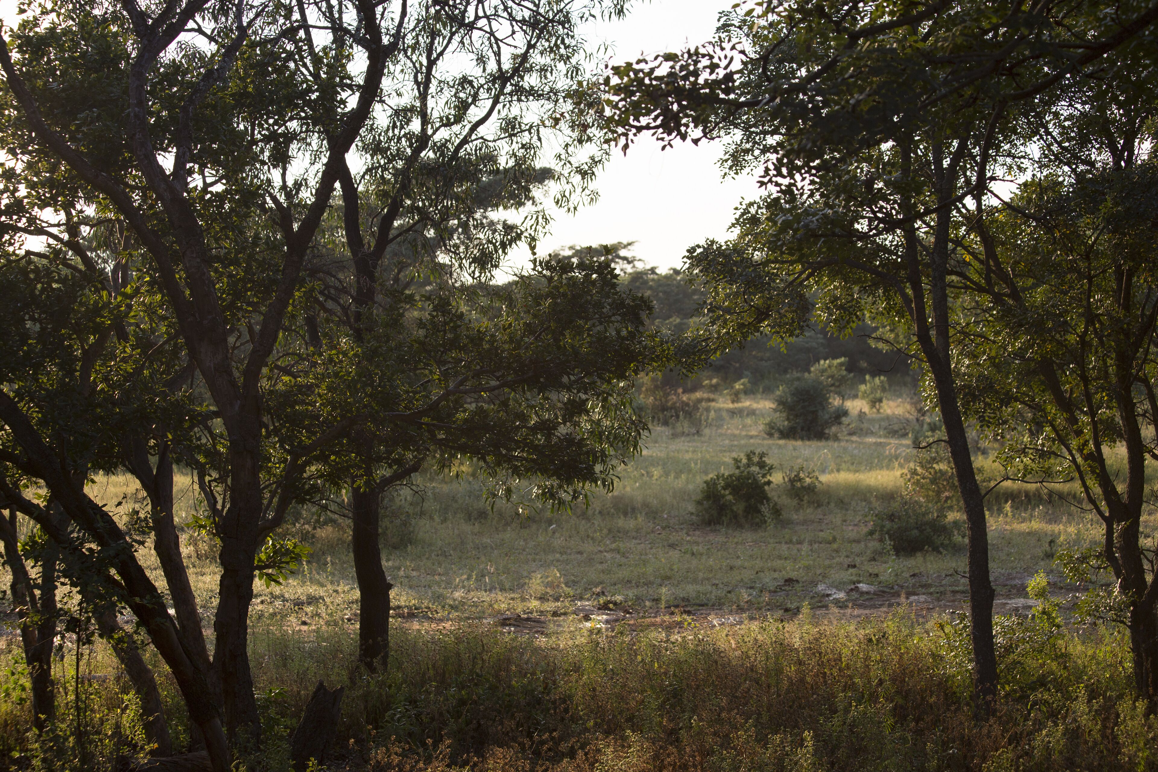 A natural landscape with trees and grass.