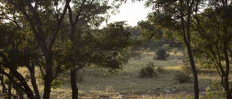 A natural landscape with trees and grass.