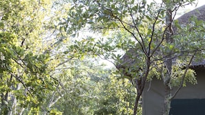 A wooden staircase leading to a building with a sign indicating it is a common wild pear tree. - Honeyguide Ranger Camp (Mookgopong)
