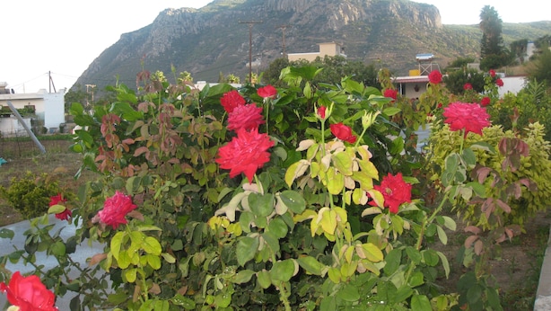 Un jardí amb flors vermelles i una muntanya al fons.
