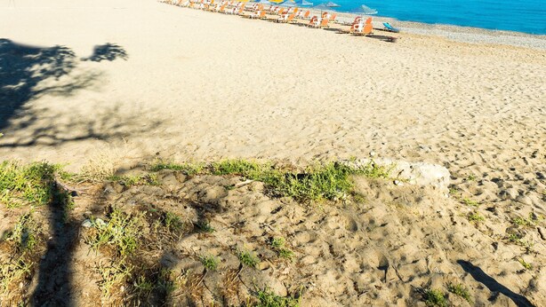 A beach with a row of umbrellas and lounge chairs along the shore. - Trefon Hotel Apartments and Suites (Rethymno)