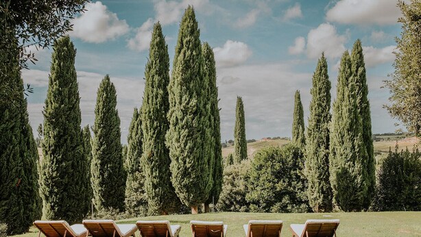 A row of wooden lounge chairs on a grassy lawn with tall cypress trees in the background. - Poggio Cornetto (Bibbona)