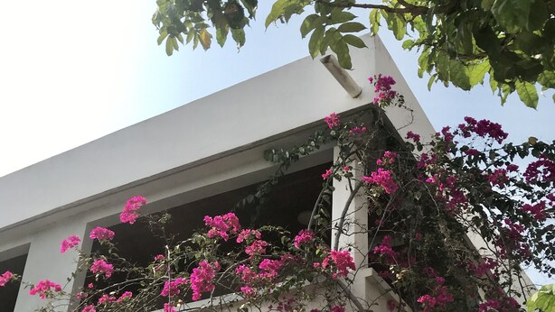 Ein Gebäude mit einem Balkon, der in rosa Bougainvillea-Ranken bewachsen ist.