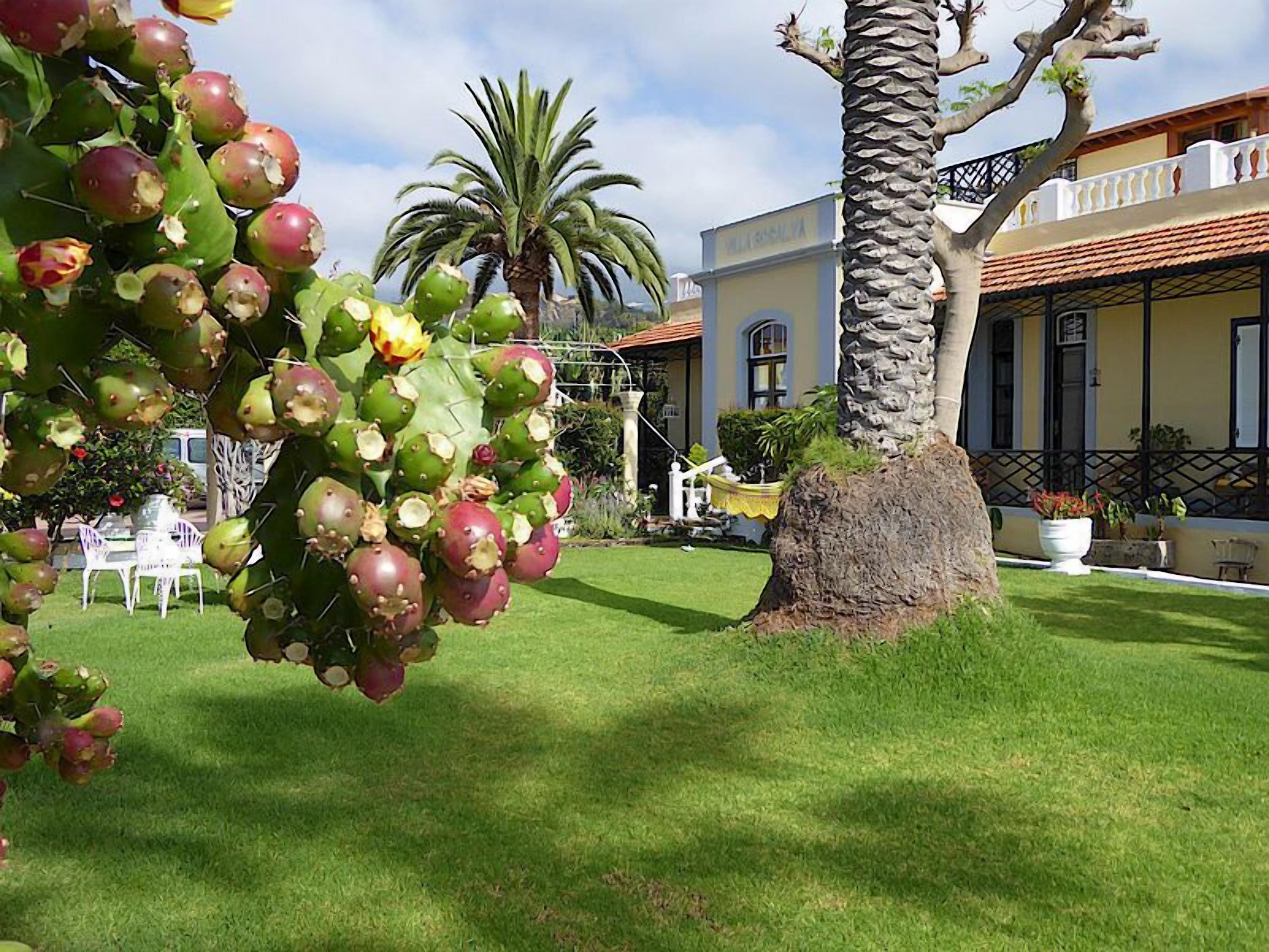 Un patio con un cactus, palmeras, una cerca blanca y un edificio con techo de tejas.