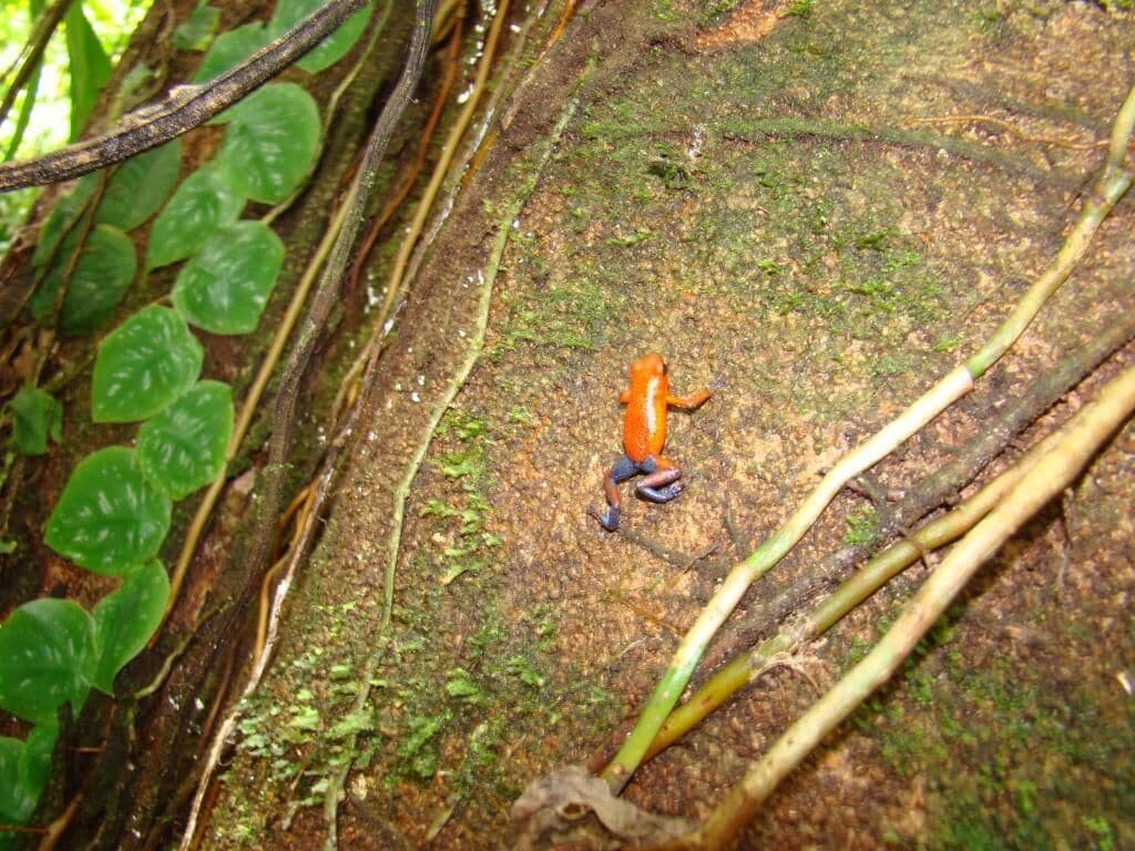 Een klein oranje amfibie op een mosbedekte rots.