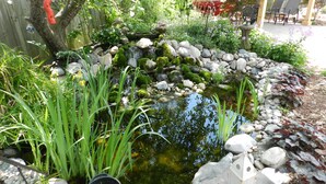A garden with a pond, rocks, and various plants. - A Garden Stroll B&B (Stratford)