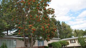 A residential area with houses and a tree with red flowers. - Neepawa motel (Neepawa)
