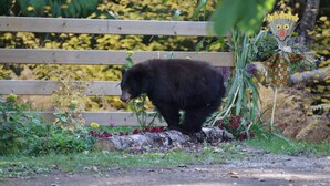 Garden - The Inn at the Ninth Hole B&B (Salmon Arm)
