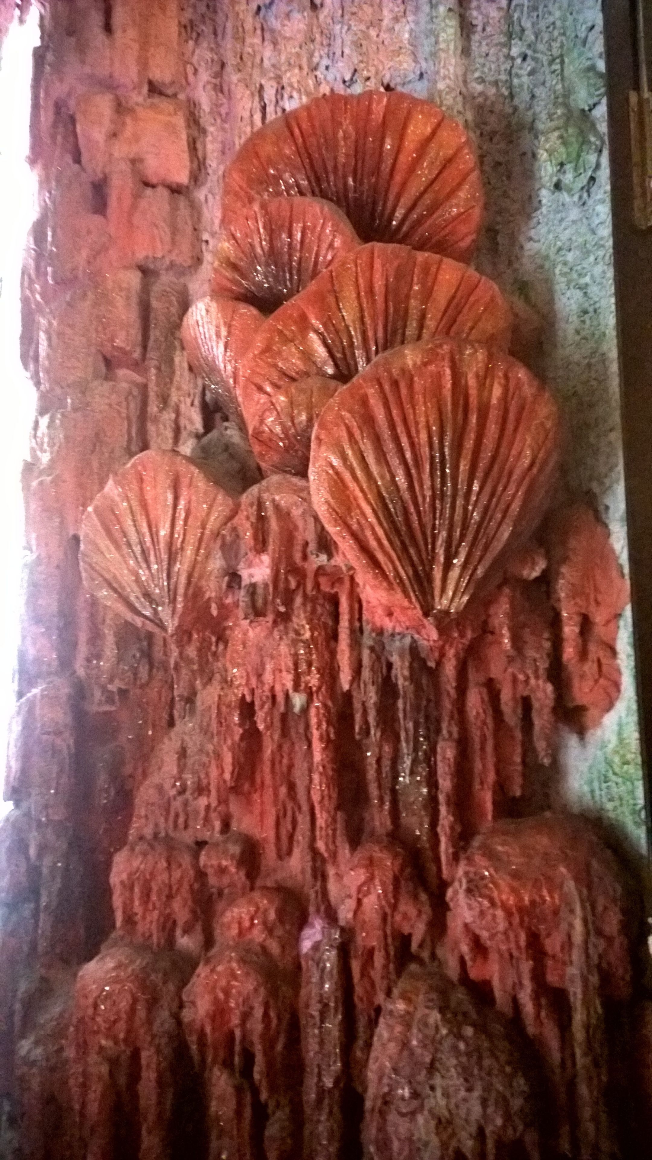 Una pared con una serie de decoraciones rojas, texturizadas y con forma de hongo.