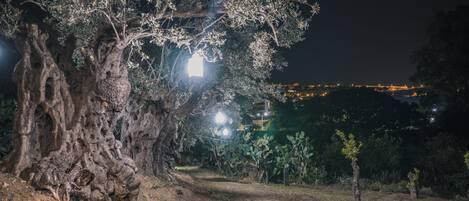 A tree with a large hollow trunk and a small light fixture hanging from one of its branches.