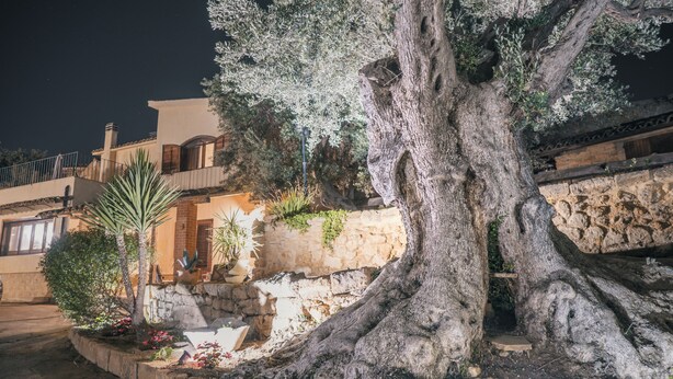 Un árbol grande en un área ajardinada, con un muro de piedra y un edificio al fondo.