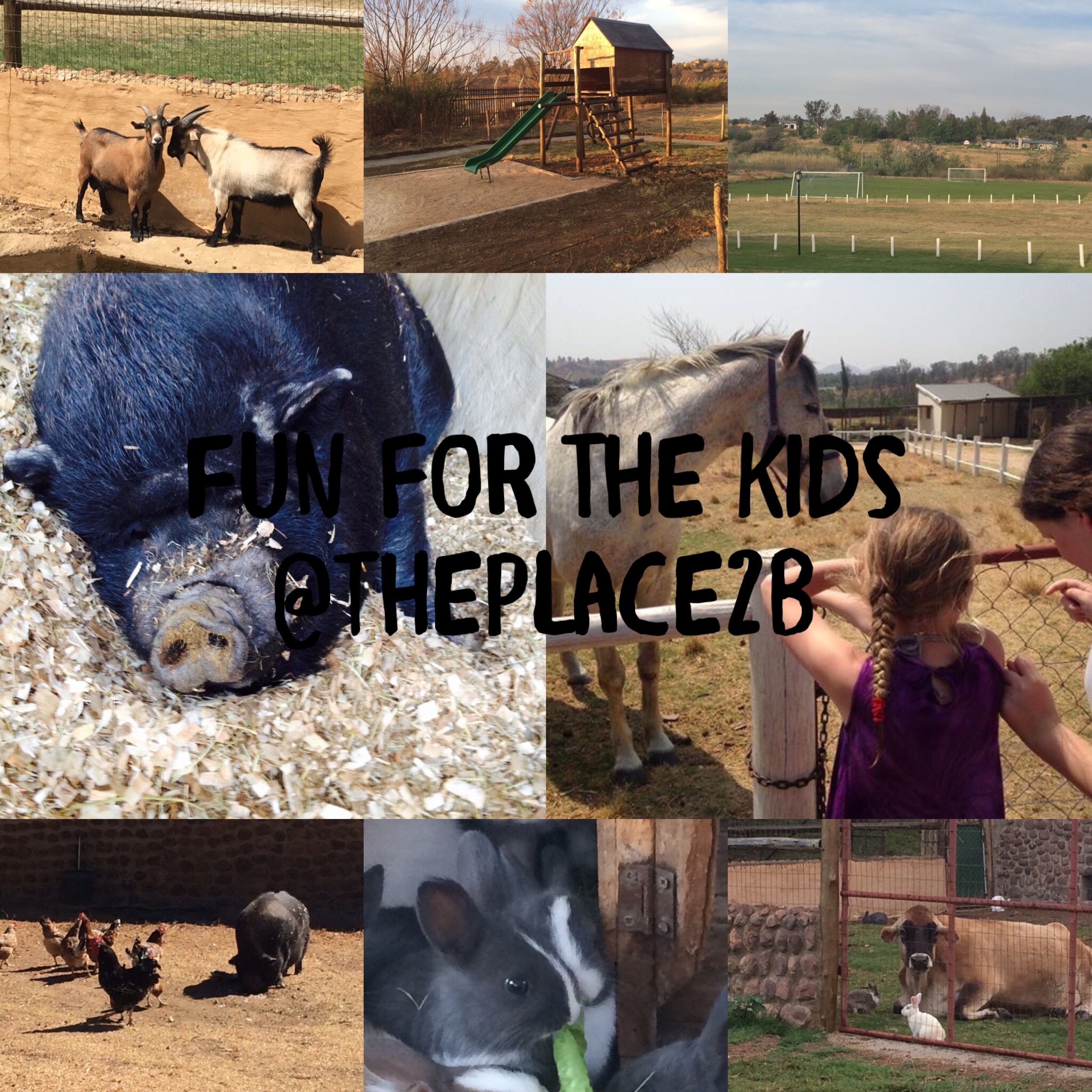 A collage of various farm animals and a playground, suggesting a family-friendly outdoor setting.