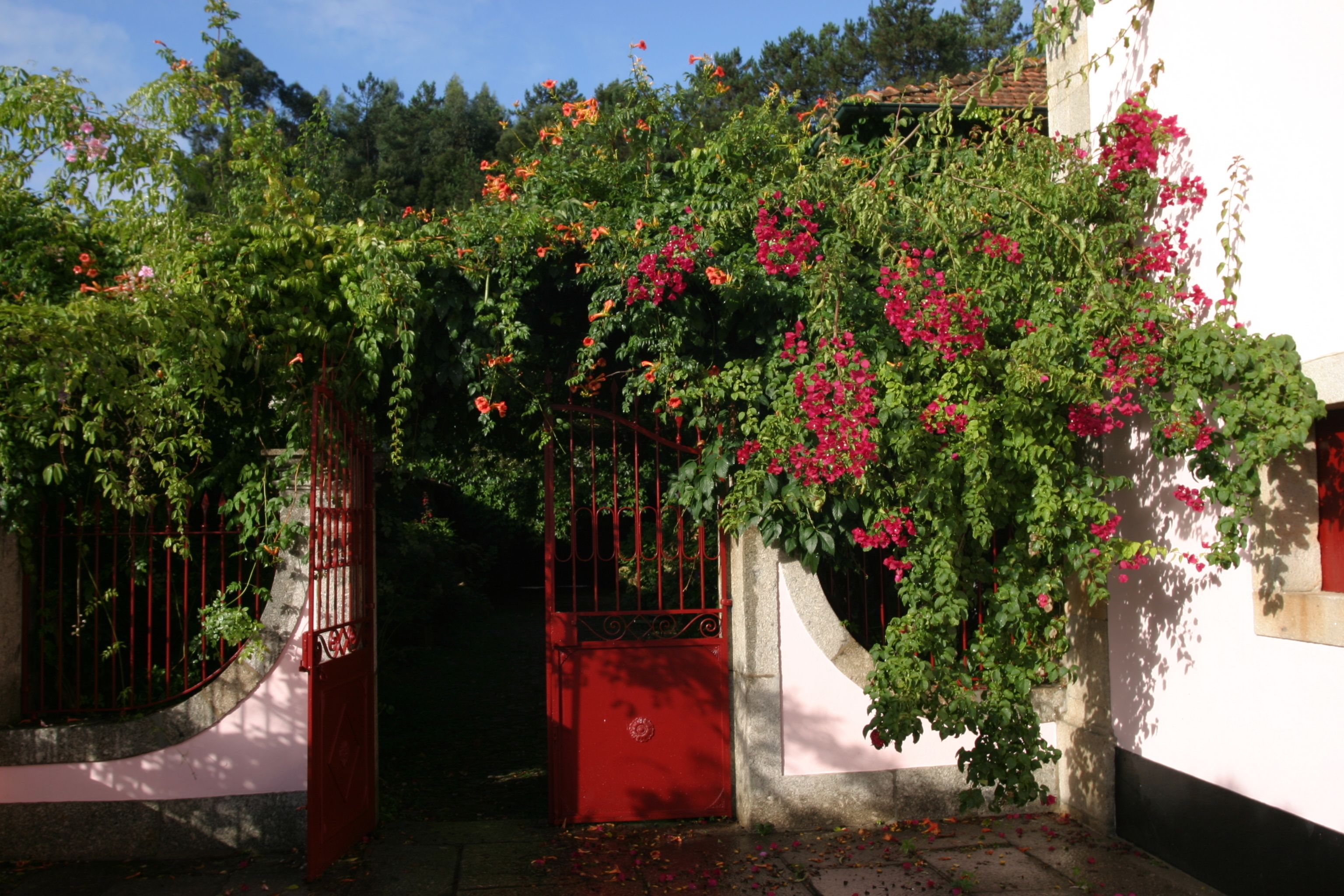 A red gate with a white wall and a garden with green foliage and pink flowers.