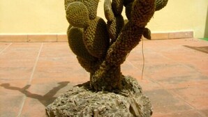 Un cactus à plusieurs branches, posé sur un socle en pierre, devant un mur jaune avec une fenêtre et une porte en arrière-plan.
