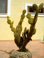 Una planta de cactus con múltiples brazos, sobre una base de piedra, frente a una pared amarilla con una ventana y una puerta al fondo.