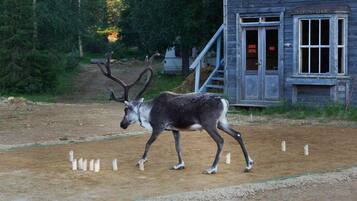 A deer walking on a dirt path in front of a rustic building with a staircase and a door labeled "HOTEL BAR".