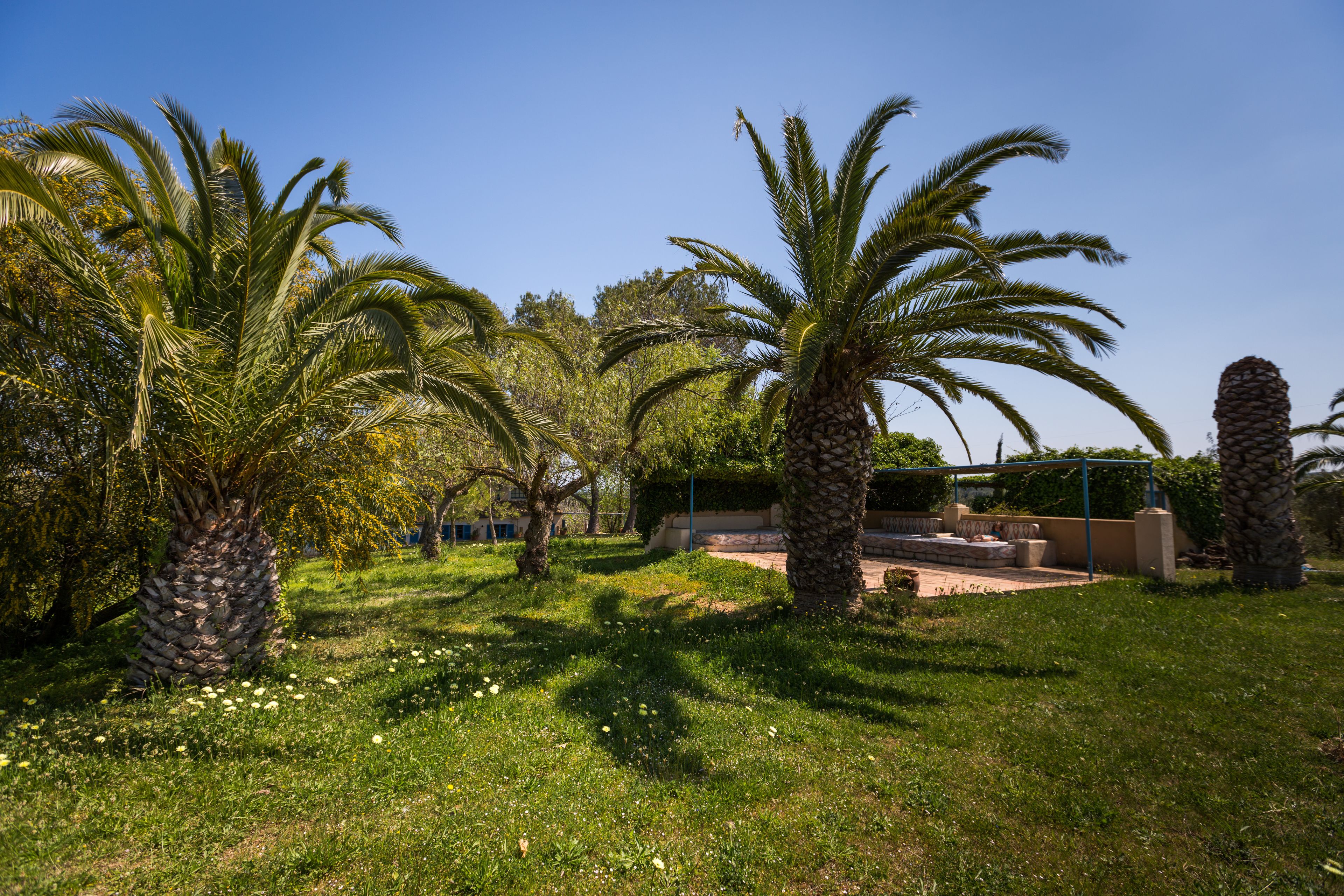 Foto - Finca Son Miranda -LA Organic
