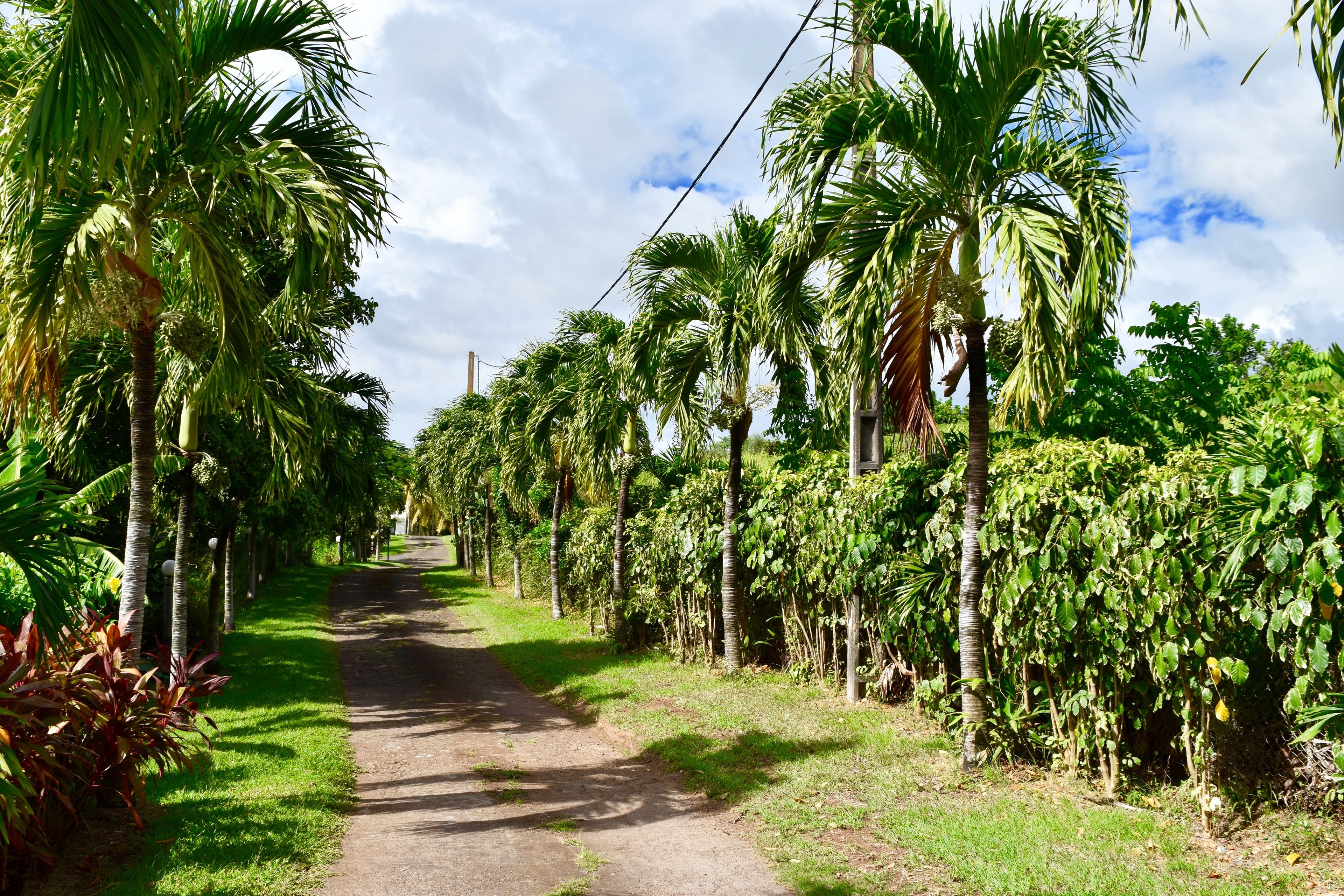 Un sendero bordeado de palmeras y exuberante vegetación.