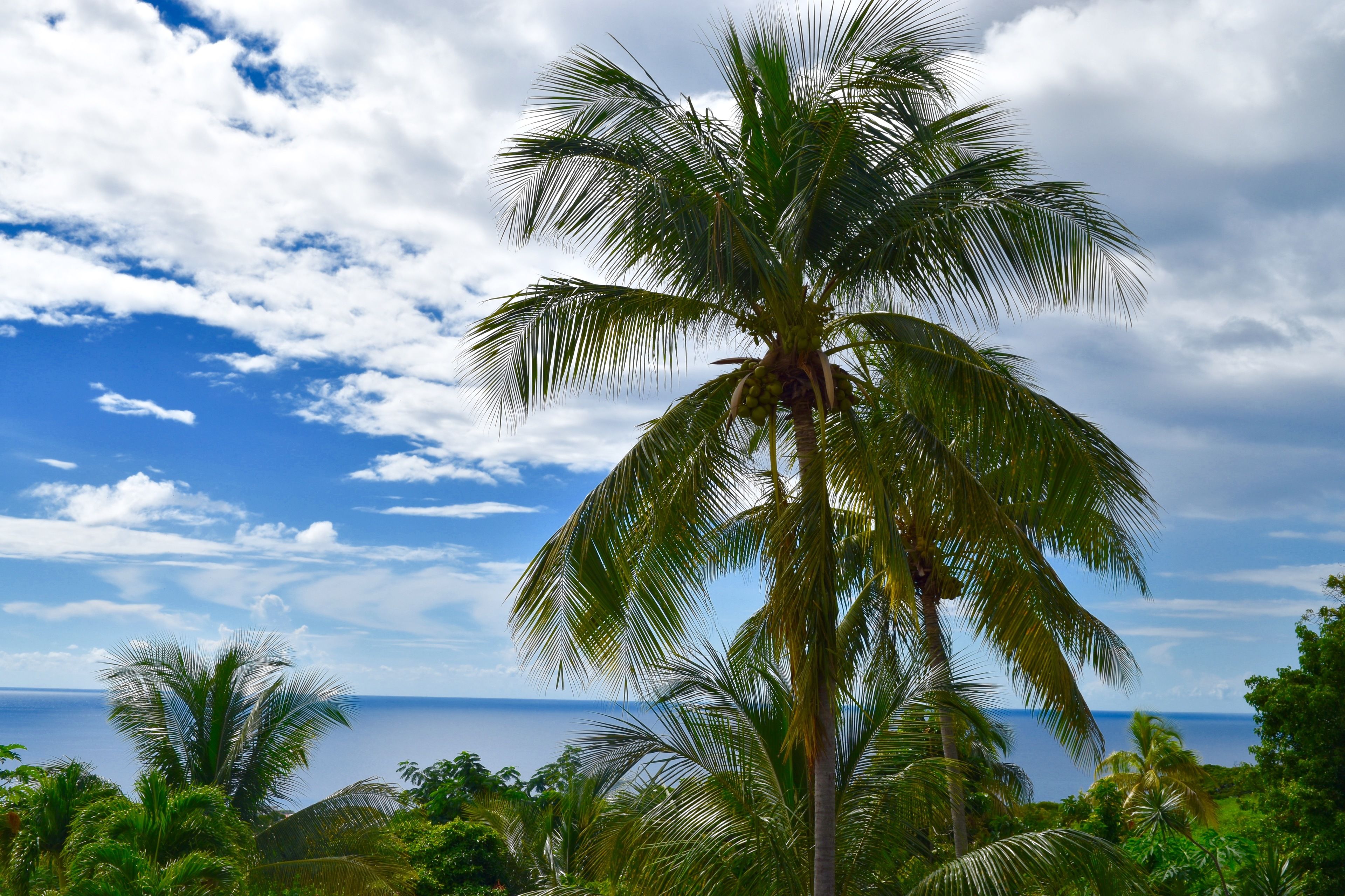 A palm tree with coconuts, lush greenery, and a view of the ocean under a partly cloudy sky.