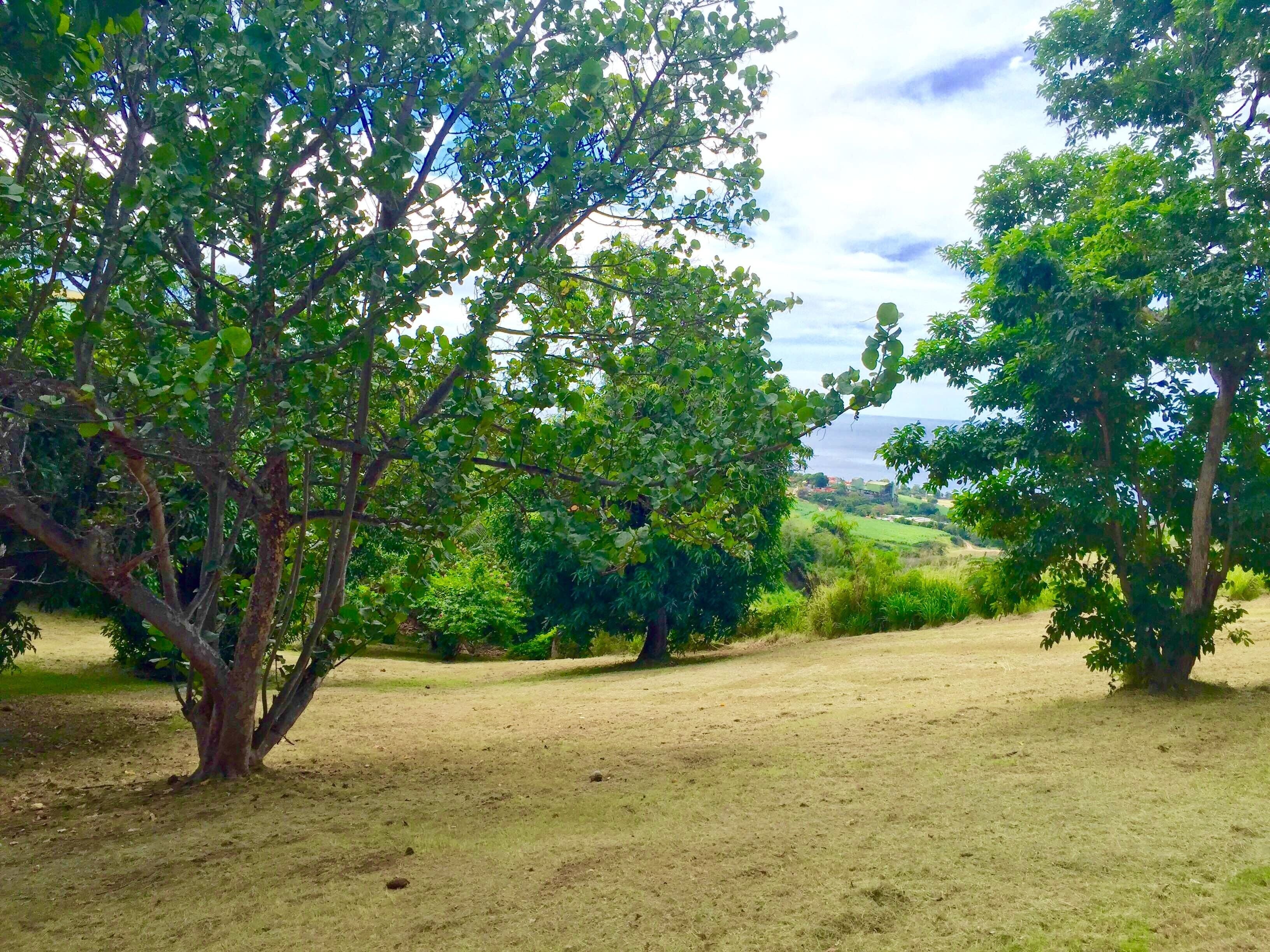 A grassy field with trees and a distant view of a town.