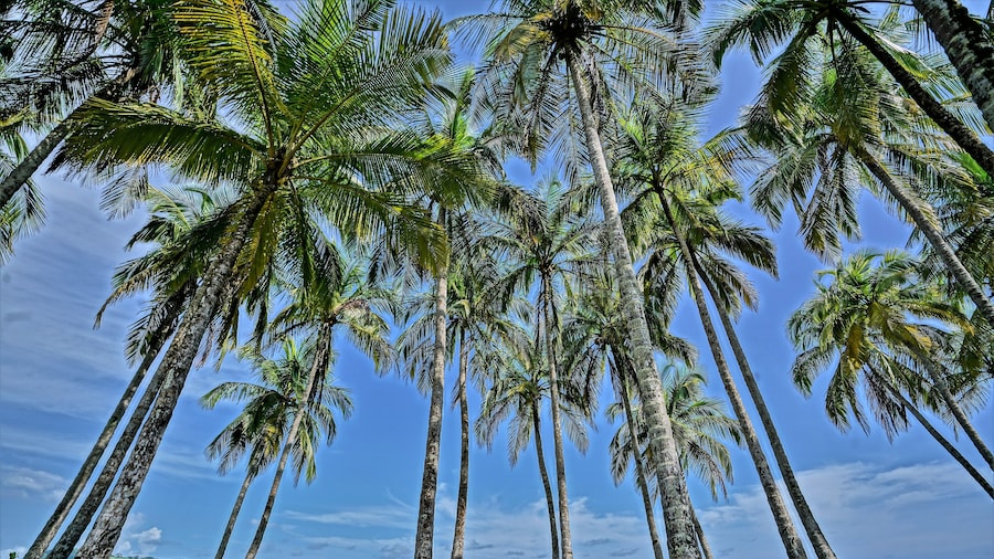 Nammbú Beachfront Bungalows