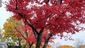 A residential street with houses, a white fence, and a tree with red leaves.