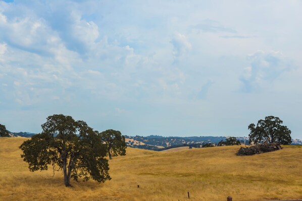 A grassy field with two prominent trees and a distant view of hills.