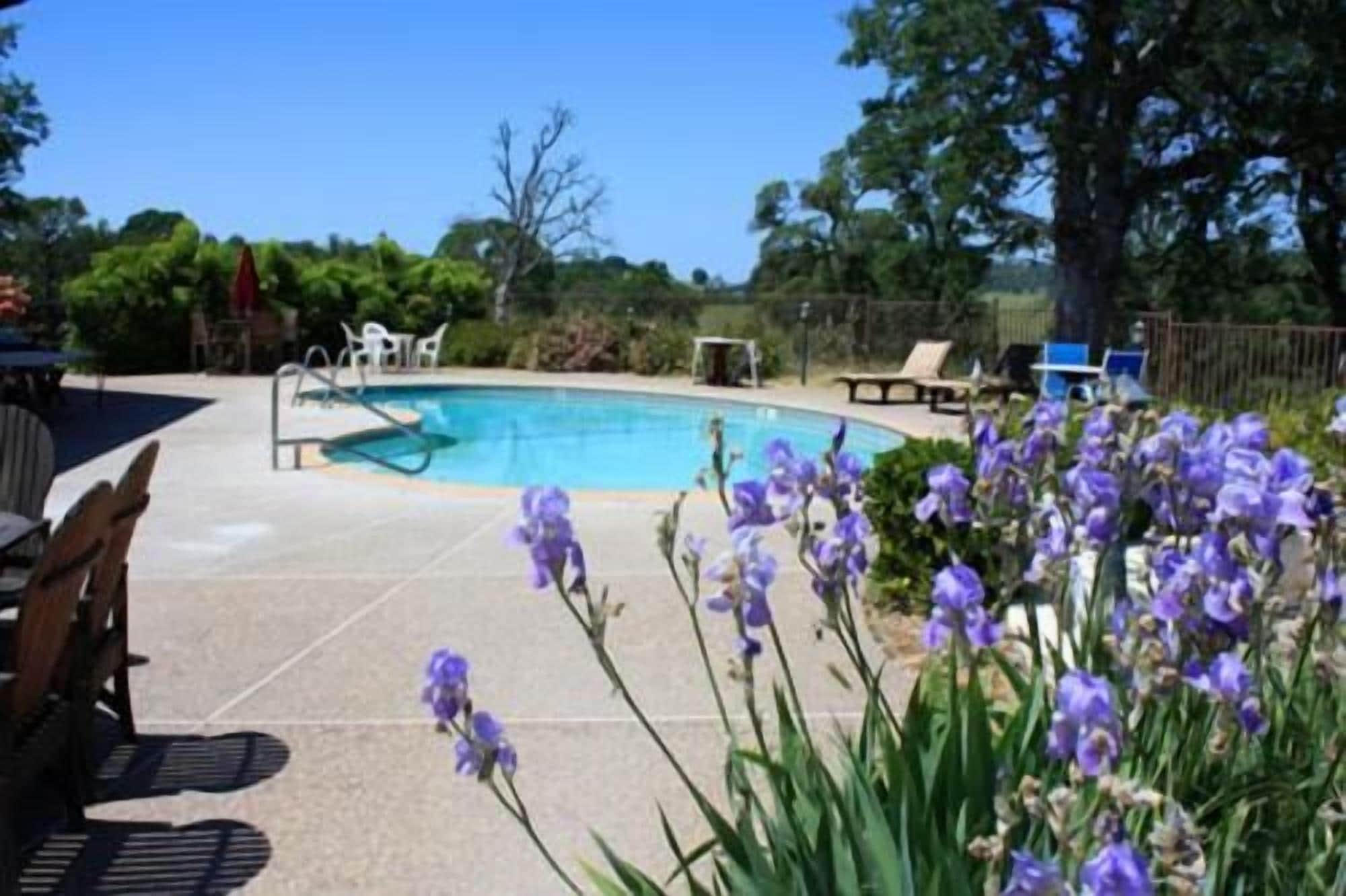 A swimming pool with a clear blue sky, surrounded by greenery and a few lounge chairs.