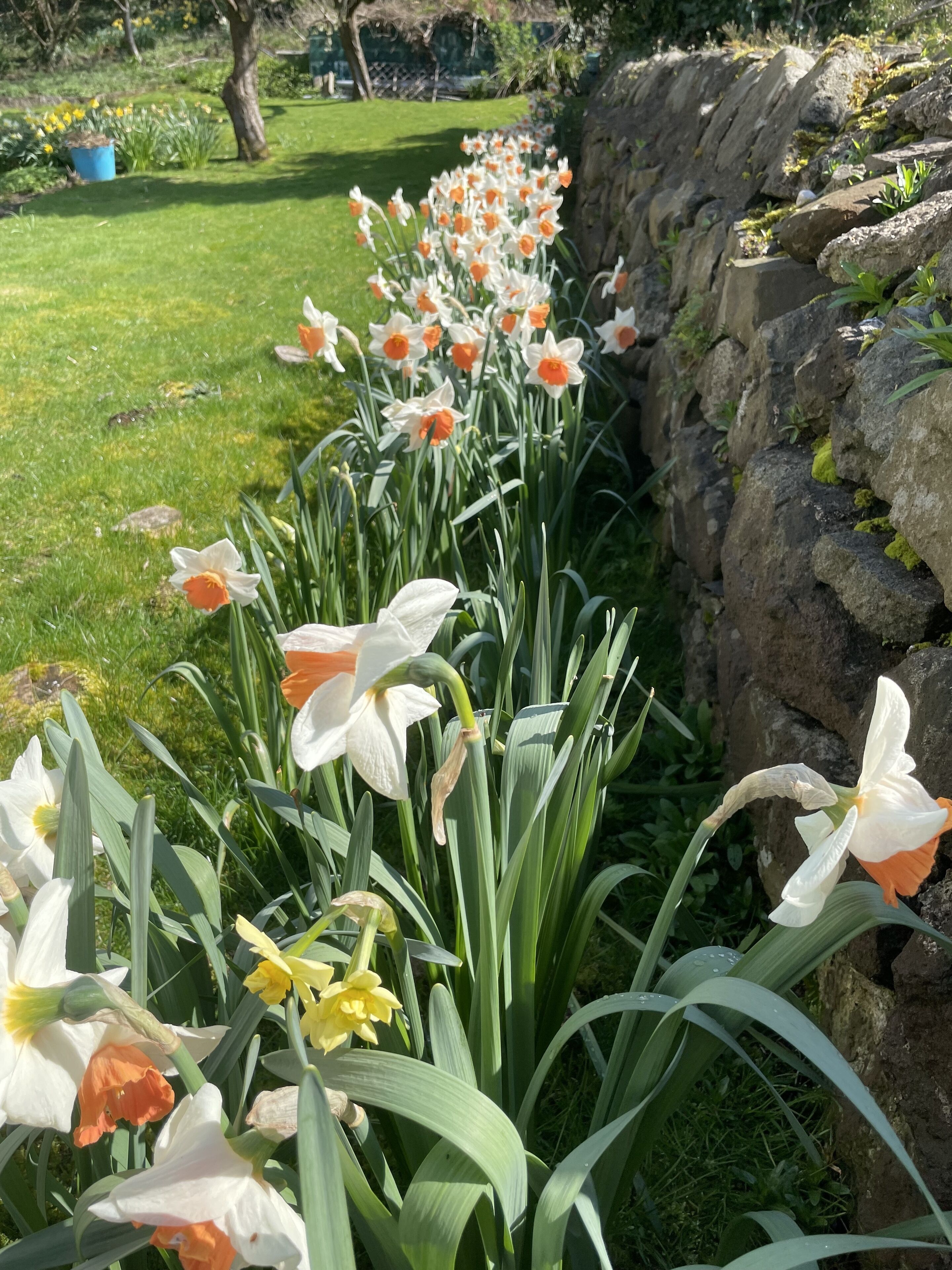 A garden with daffodils and a stone wall.