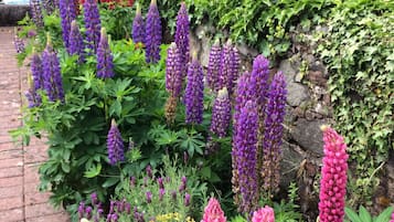 Tuin