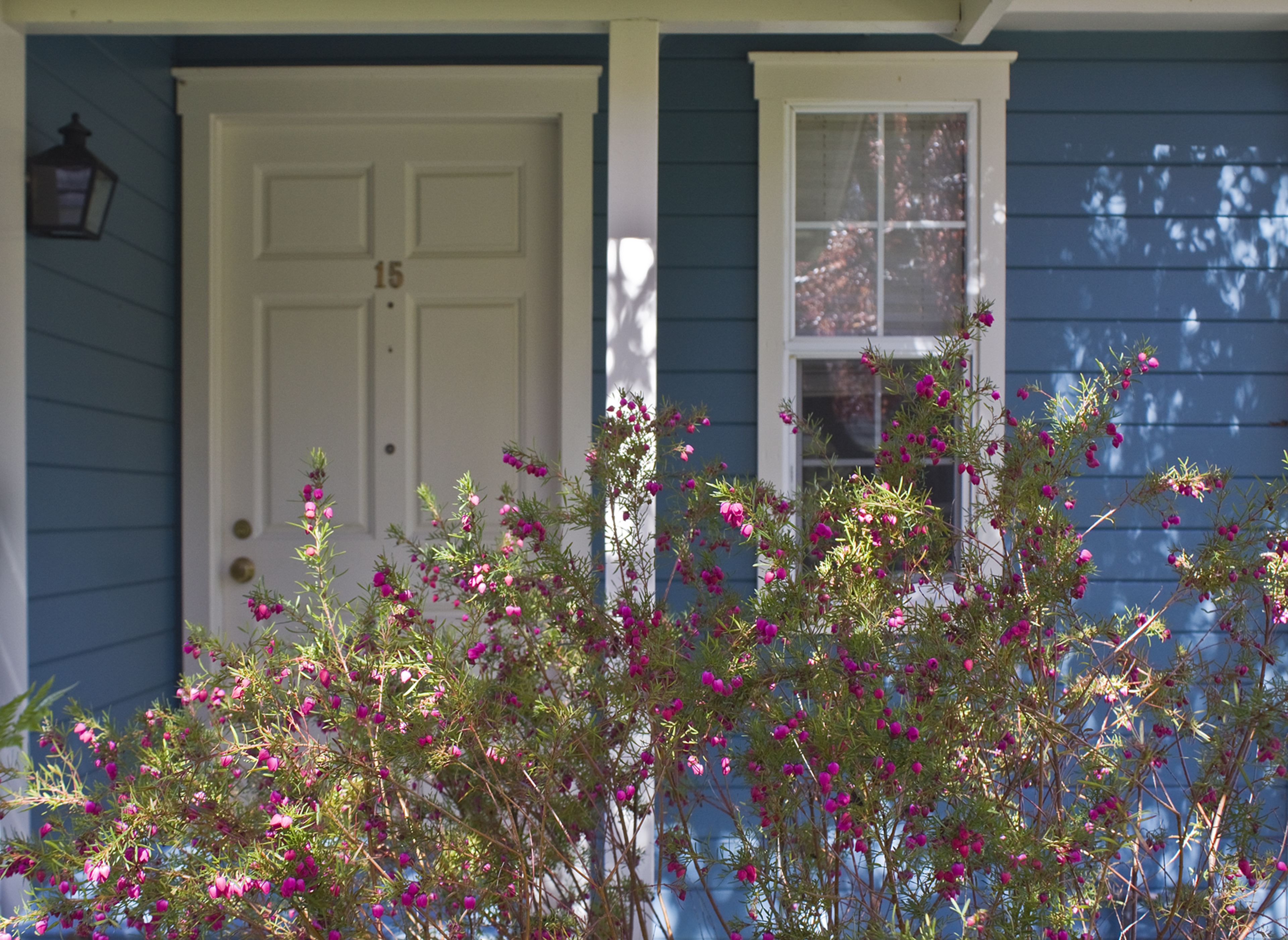 A house with a white door and window, surrounded by flowering plants.