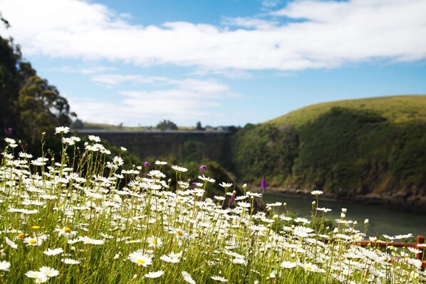 A field of white daisies with a river and hills in the background. - SCP Mendocino Coast Lodge  (Albion)