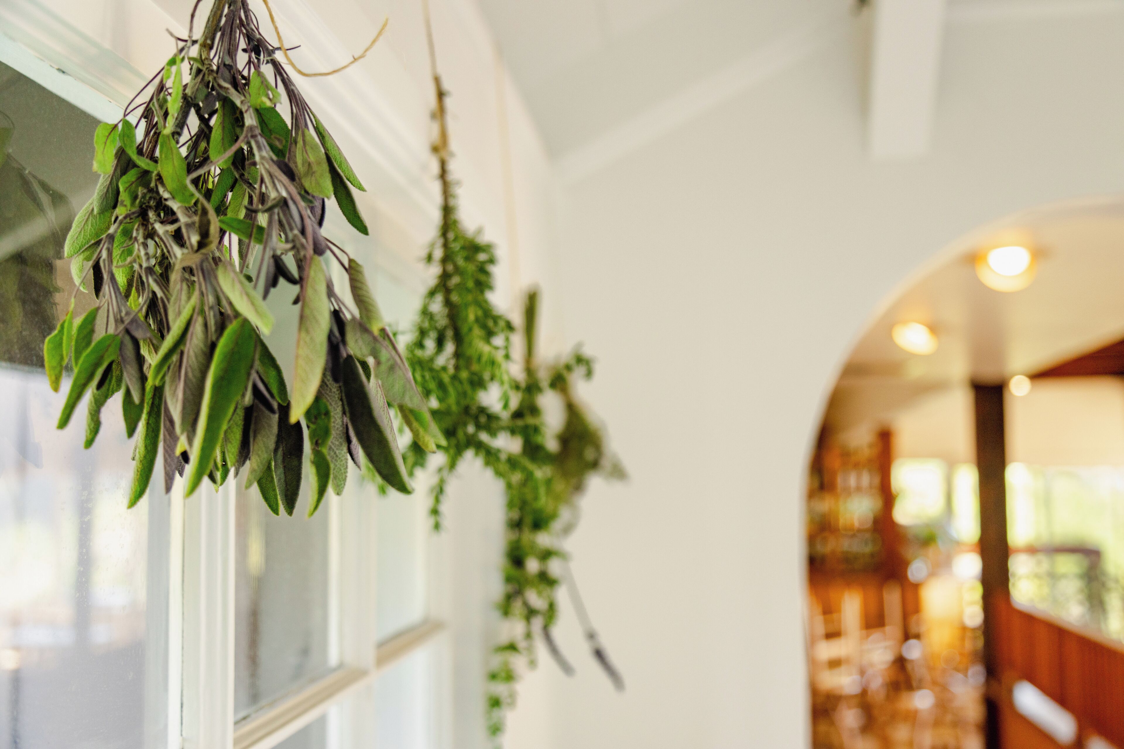 A hanging plant with green leaves in a room with white walls and a wooden staircase.