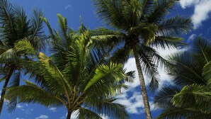 A beach with palm trees, a clear sky, and a sandy shore. - Khaolak Bay Front Resort (Takua Pa)