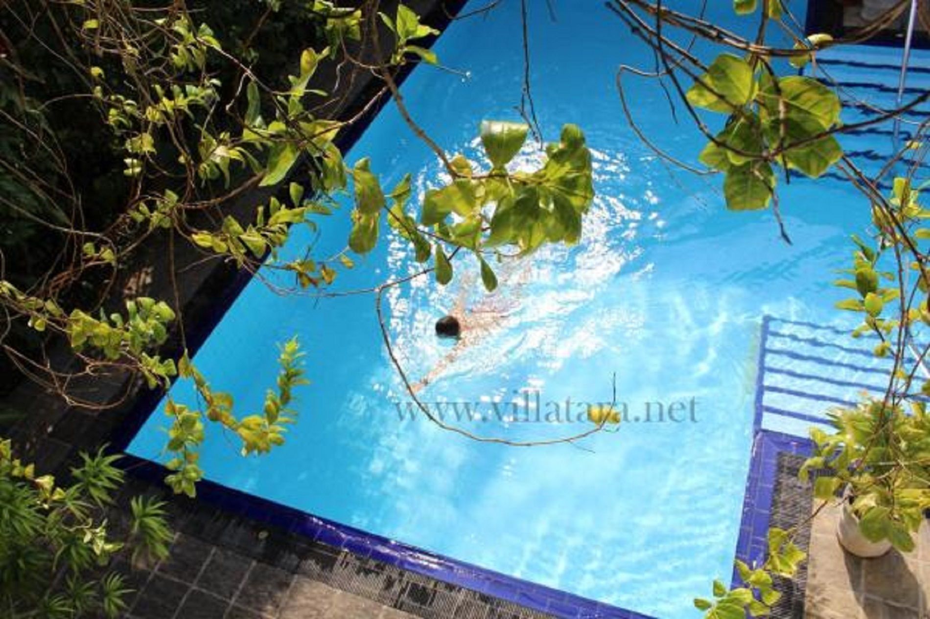 A swimming pool with clear blue water, surrounded by greenery.