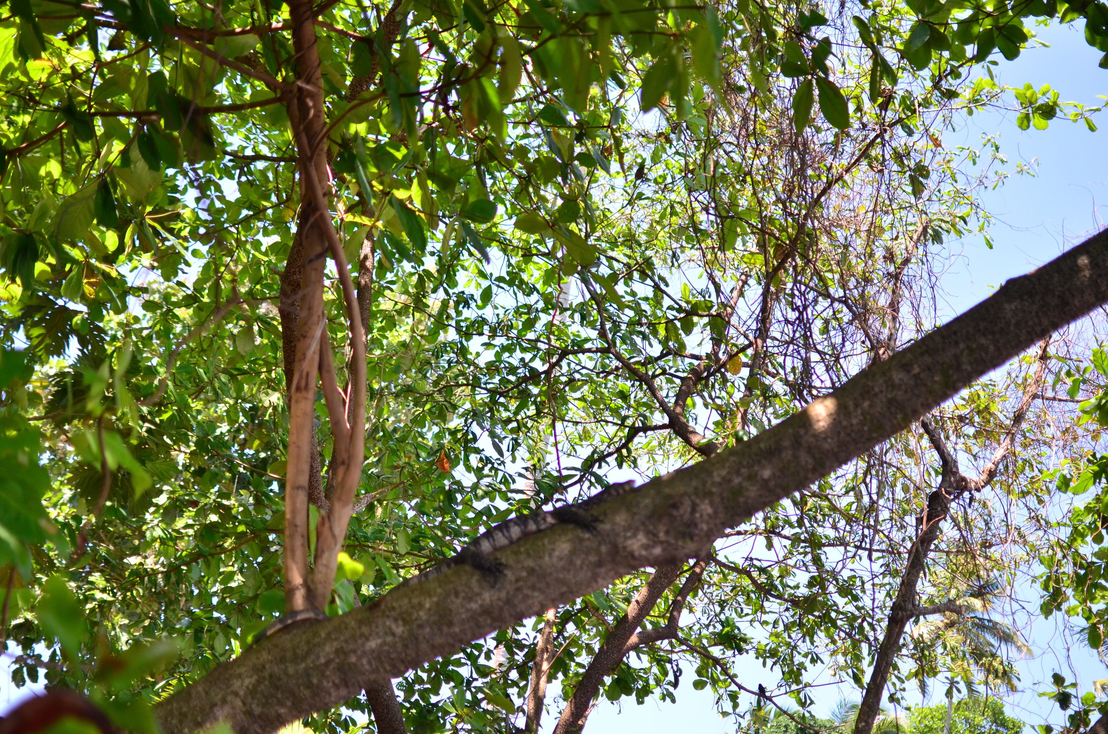 A tree branch with dense foliage against a clear sky.