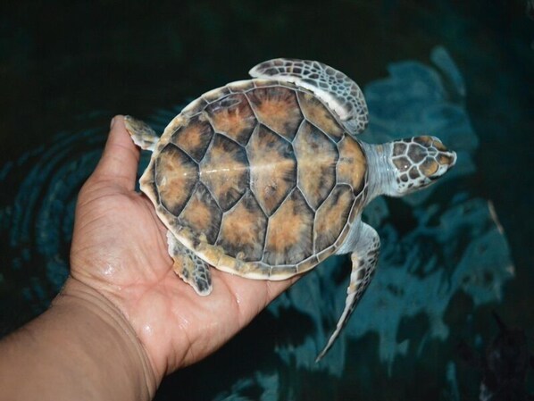 A turtle being held in a person's hand. - Mihin Villa Bentota (Bentota)