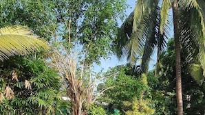 A swimming pool with a stone-tiled deck, surrounded by tropical vegetation and palm trees.