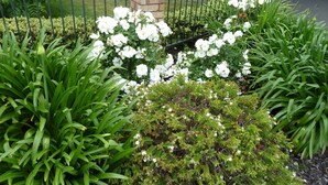 A garden with white flowers and green foliage in front of a brick building with a metal fence. - Central Motor Lodge (Morrinsville)