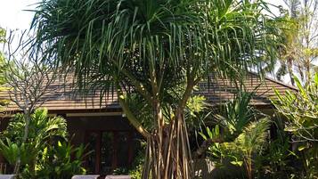 A poolside area with lounge chairs, a large tree, and a building in the background.