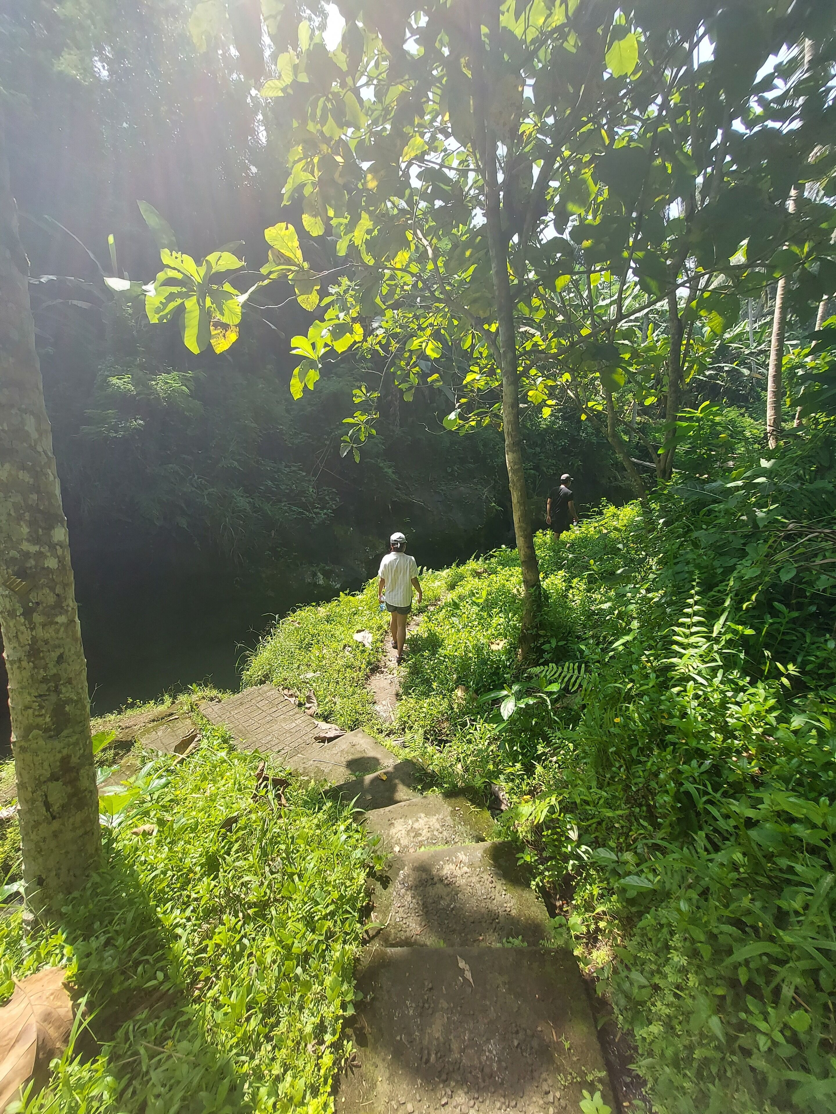 A narrow concrete path surrounded by dense green foliage and trees.