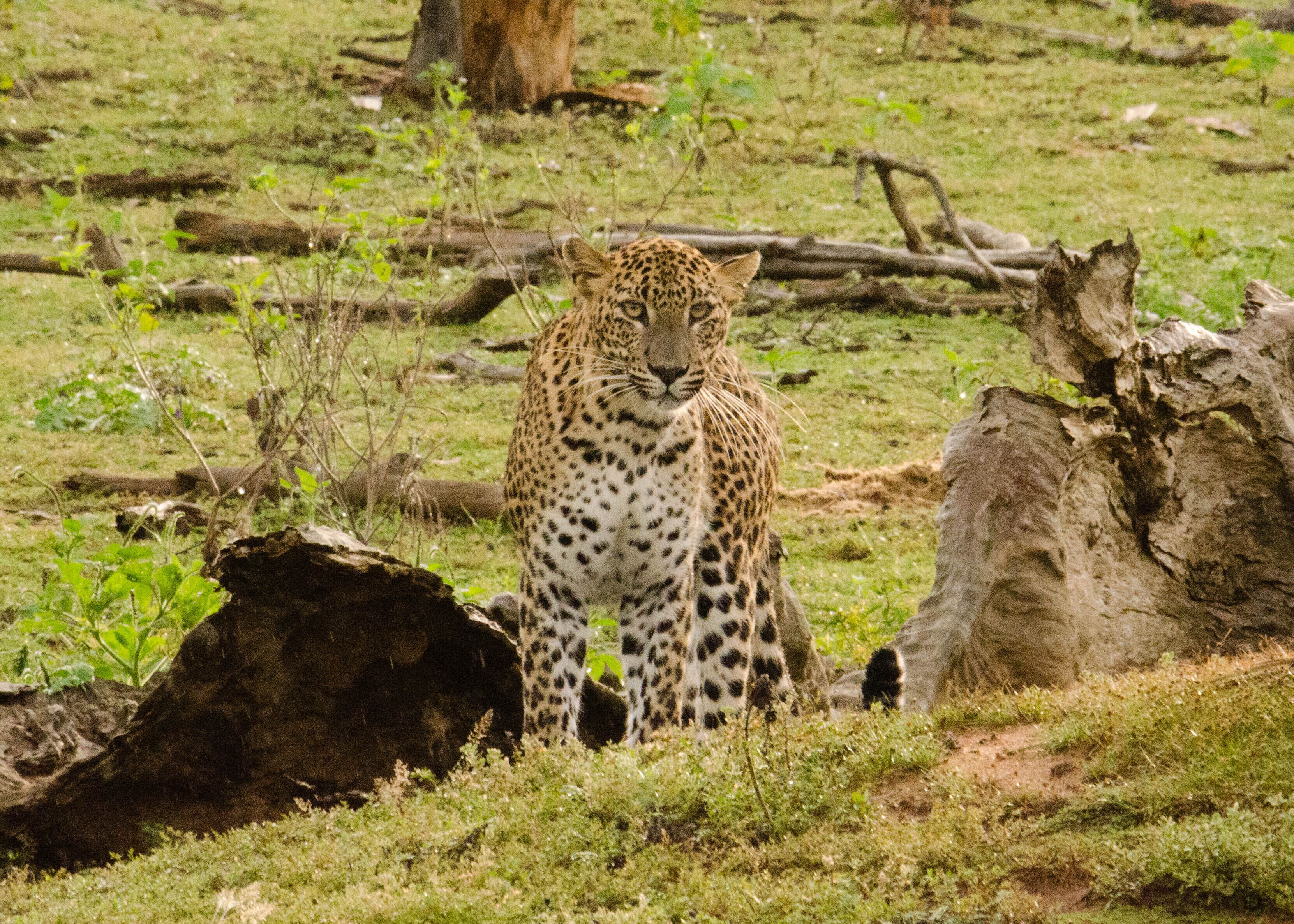 A leopard sitting on the ground with rocks and vegetation around.
