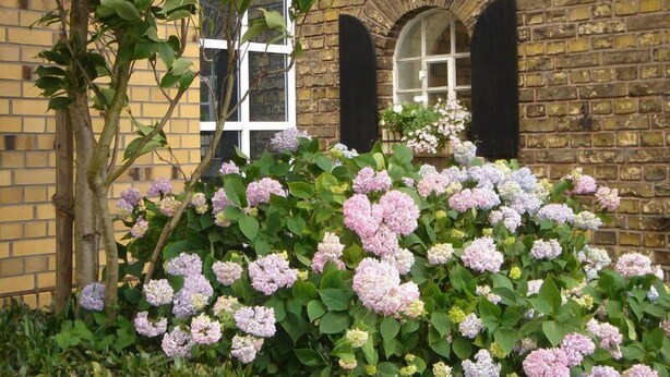 A brick building with a window and shutters, surrounded by hydrangea bushes. - Land-gut-Hotel Lohmann (Drensteinfurt)