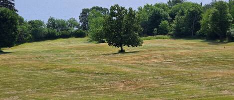 A grassy field with a few trees and a body of water in the background.