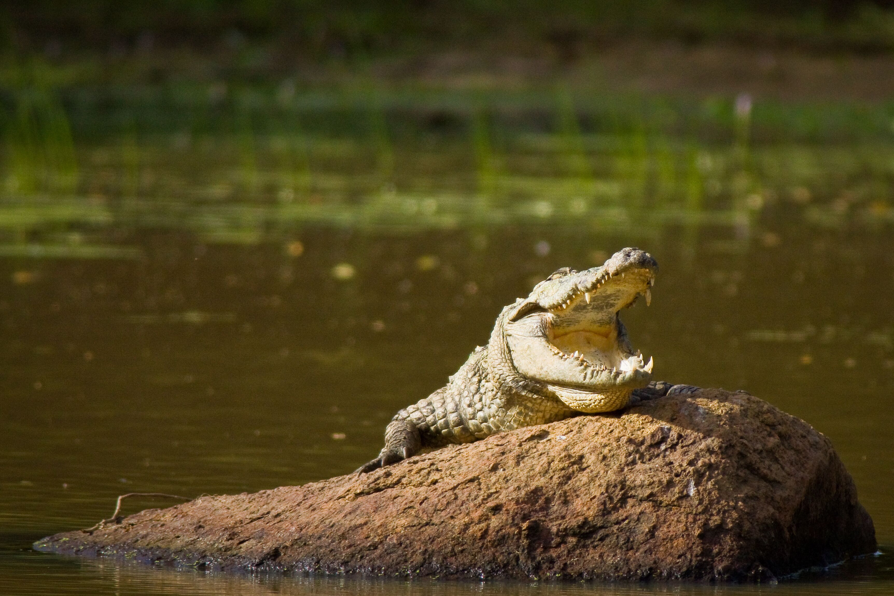 A crocodile resting on a rock in a body of water.