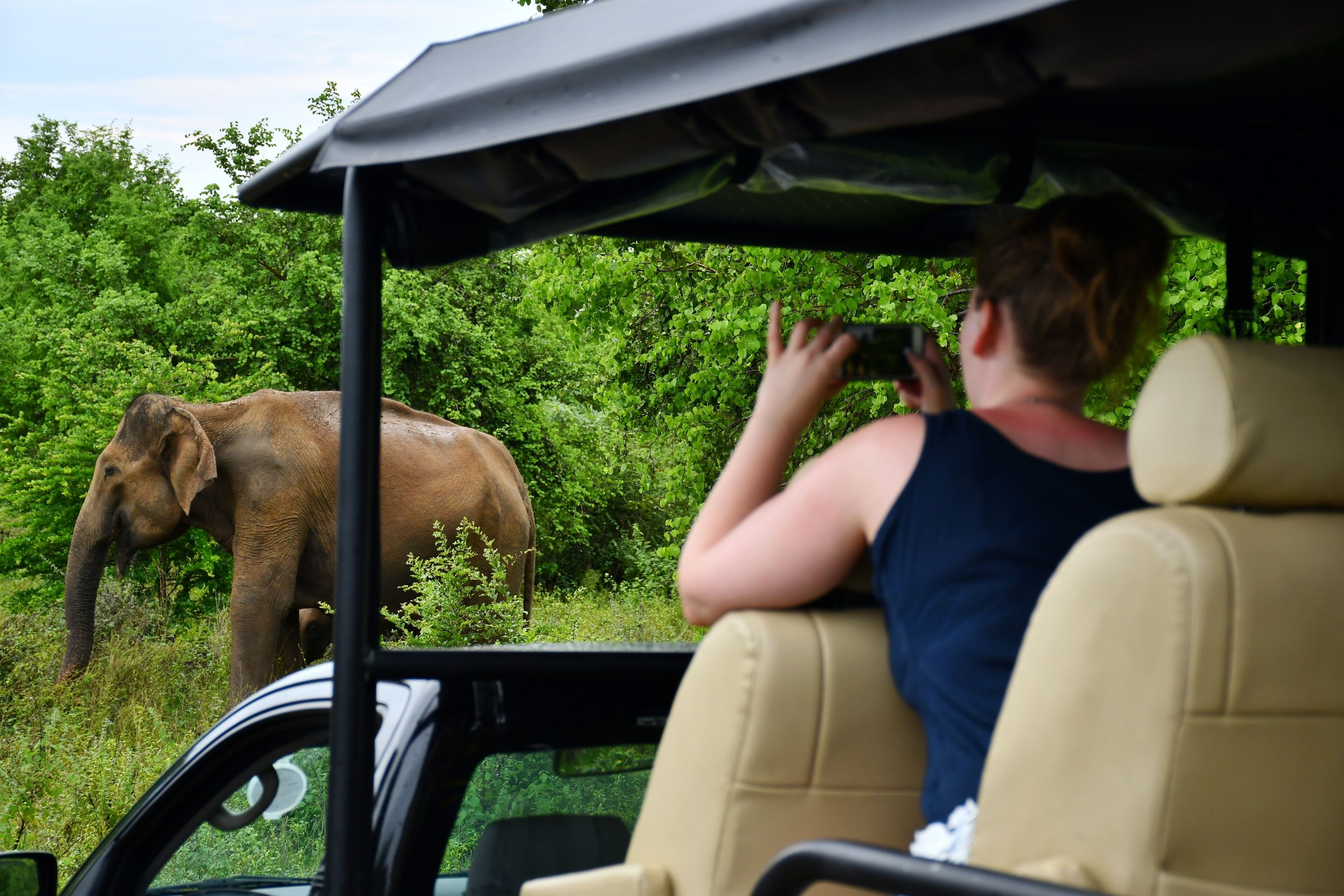 A vehicle interior with a person taking a photo of an elephant in a natural setting.