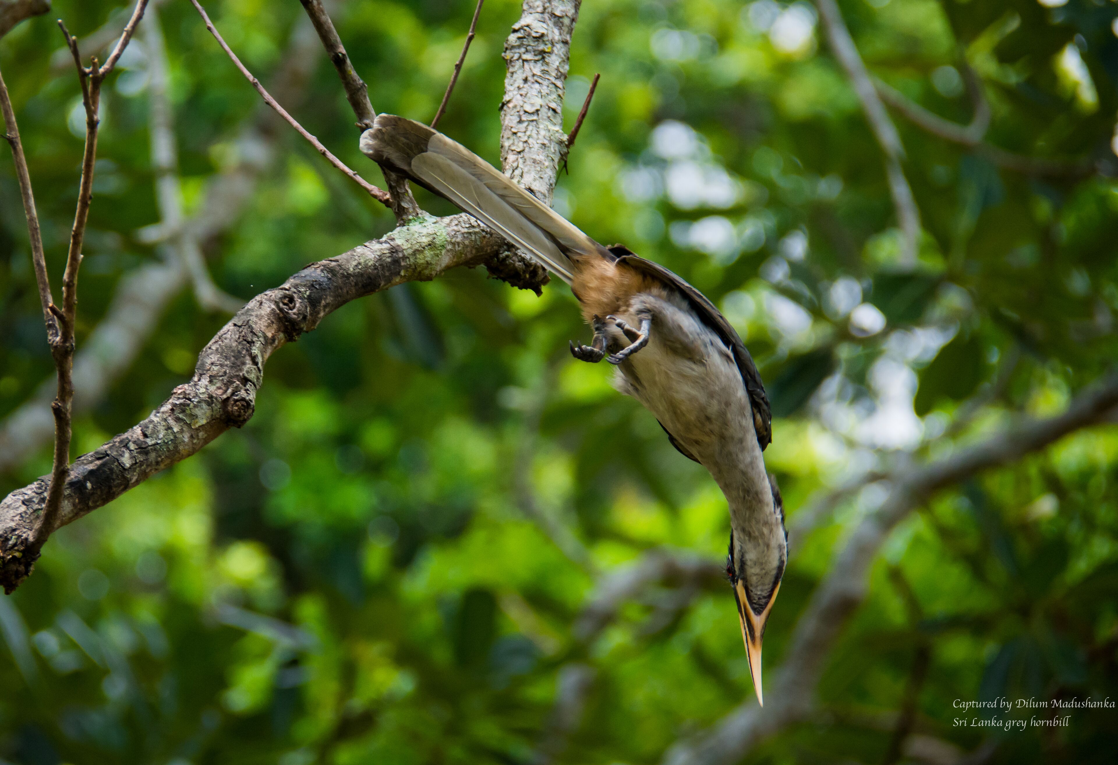 A grey hornbill perched on a tree branch.