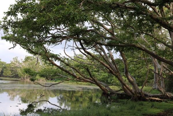 A natural landscape with a large tree overhanging a calm body of water, surrounded by lush greenery. - Mahoora - Wilpattu by Eco Team (Pahala Maragahawewa)