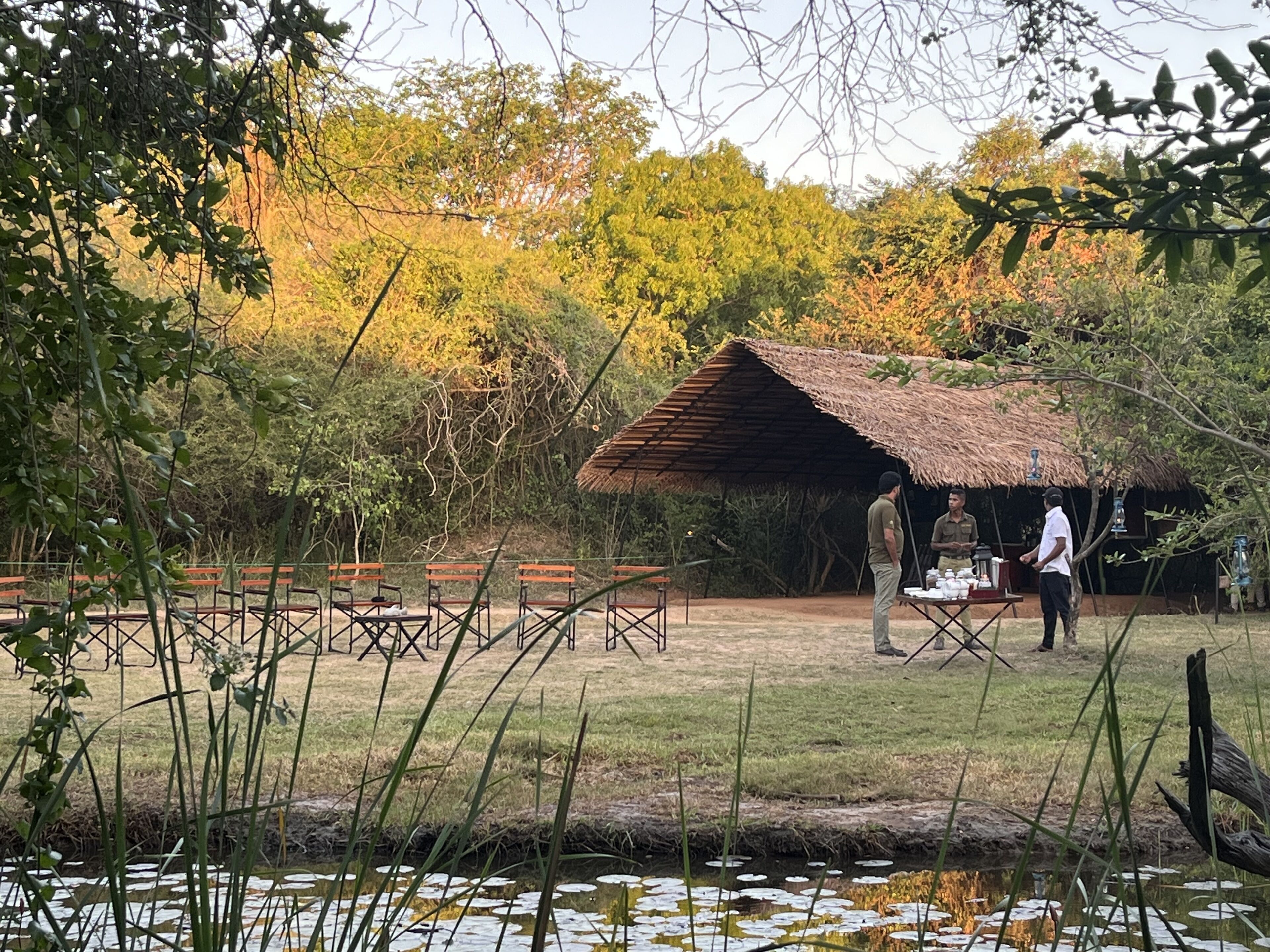 A rustic outdoor seating area with wooden benches and a thatched-roof structure, surrounded by natural vegetation and a pond with lily pads.