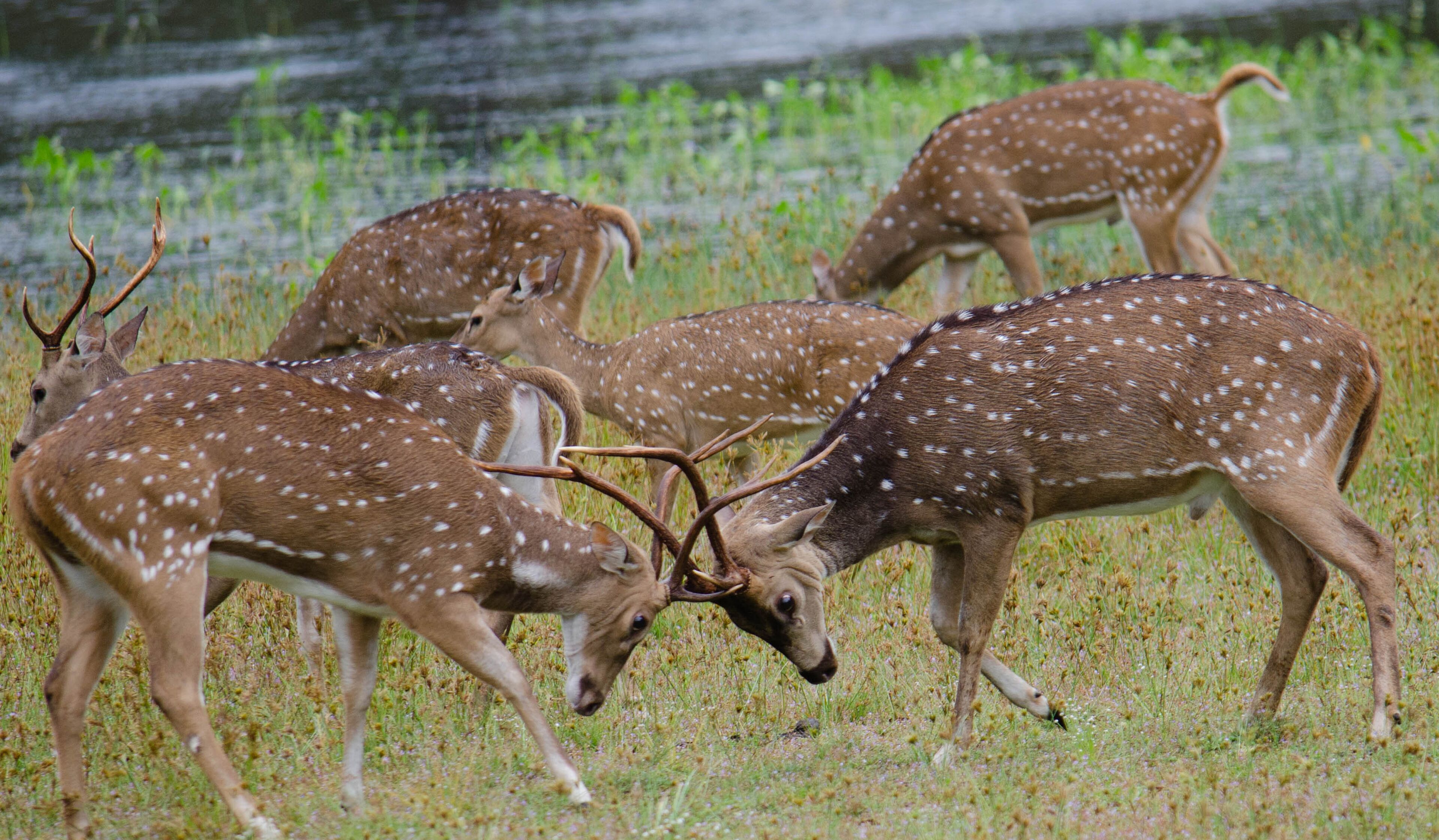 A group of deer in a grassy field with a water body in the background.